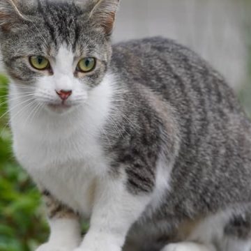 954a4941-a59e-4042-b98b-898227804f4e Une femme cherche à récupérer son chat disparu à Strasbourg