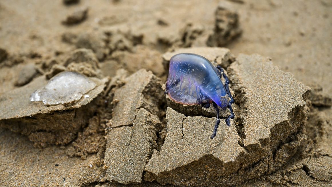 954e84c1-e331-4acb-b4f8-bd99bc713cda Arrivée massive de physalies sur les plages françaises : danger et prévention