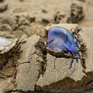 954e84c1-e331-4acb-b4f8-bd99bc713cda Arrivée massive de physalies sur les plages françaises : danger et prévention