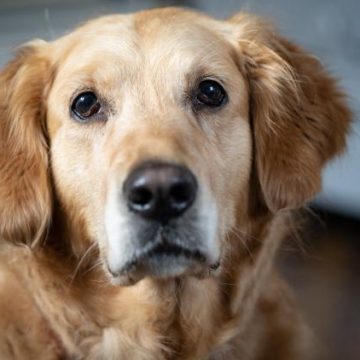 abcfe8df-f938-4d6f-8d75-37251a15a3e7 Les clins d’œil des chiens influencés par leurs maîtres
