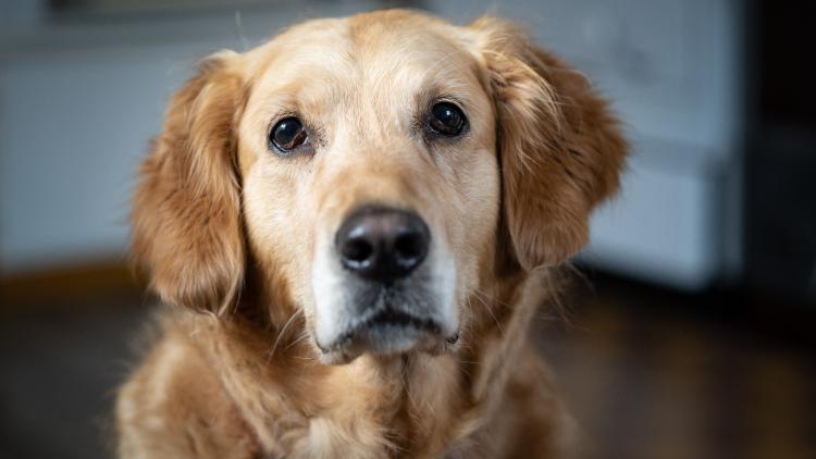 abcfe8df-f938-4d6f-8d75-37251a15a3e7 Les clins d’œil des chiens influencés par leurs maîtres