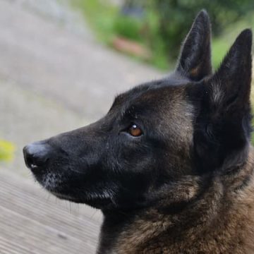 Condamnation pour cruauté envers un chien à Metz