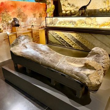 Les Découvertes Paléontologiques du Site d&rsquo;Angeac-Charente