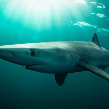 Mordu par un requin : récit d&rsquo;un incident au large de l&rsquo;Irlande