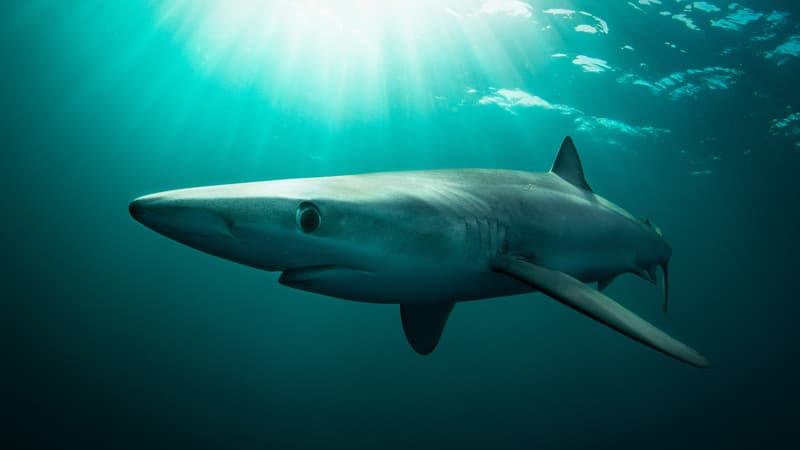 b61b7eeb-c04a-4516-a2aa-6a67ce45eef2 Mordu par un requin : récit d’un incident au large de l’Irlande