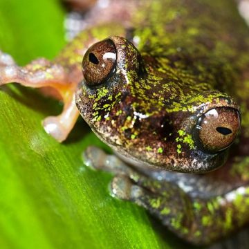 Découverte d&rsquo;une nouvelle espèce de grenouille au Costa Rica