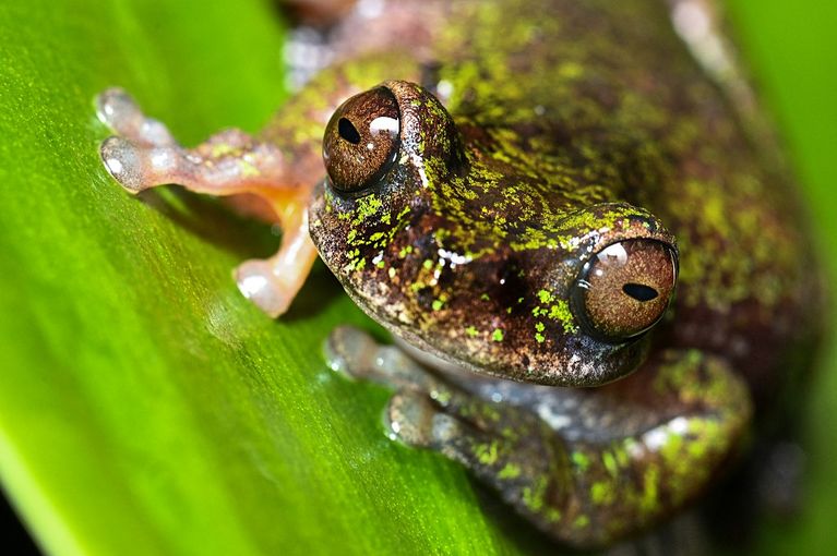 COSTA RICA-FROG-DISCOVERY Découverte d’une nouvelle espèce de grenouille au Costa Rica