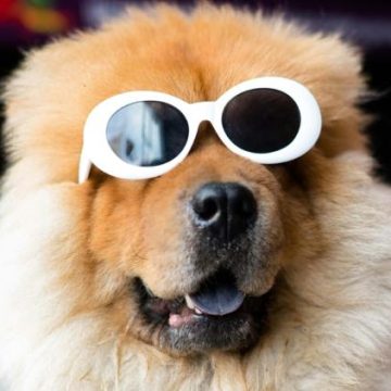 bccd3cf0-a80b-41a4-9c38-04eb8ee40e91 Les répercussions de l’éclipse solaire sur les animaux de compagnie