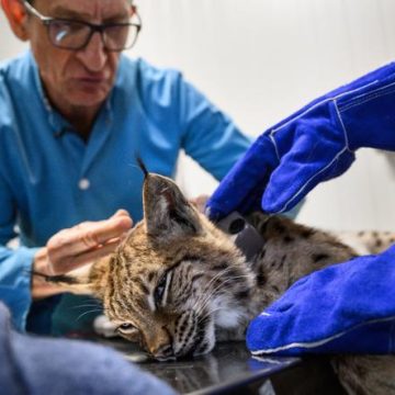 cd98b3f4-5ba1-4aab-aa87-884f6d317a51 Dispositif pour protéger les lynx dans le Jura