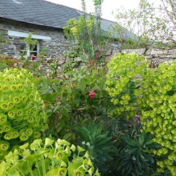 d24a0d91-b5bc-4498-8f99-2aaaa5c58ef8 L’euphorbe characias : une plante résiliente pour des jardins structurés