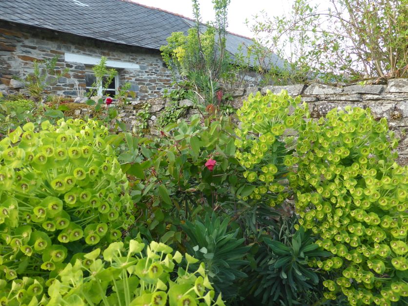 d24a0d91-b5bc-4498-8f99-2aaaa5c58ef8 L’euphorbe characias : une plante résiliente pour des jardins structurés