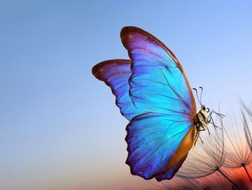 Natural pastel background. Blue morpho butterfly and dandelion. Une critique du film ‘Dégel’ : Entre cinéma et métaphore historique