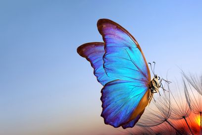 Natural pastel background. Blue morpho butterfly and dandelion. Une critique du film ‘Dégel’ : Entre cinéma et métaphore historique