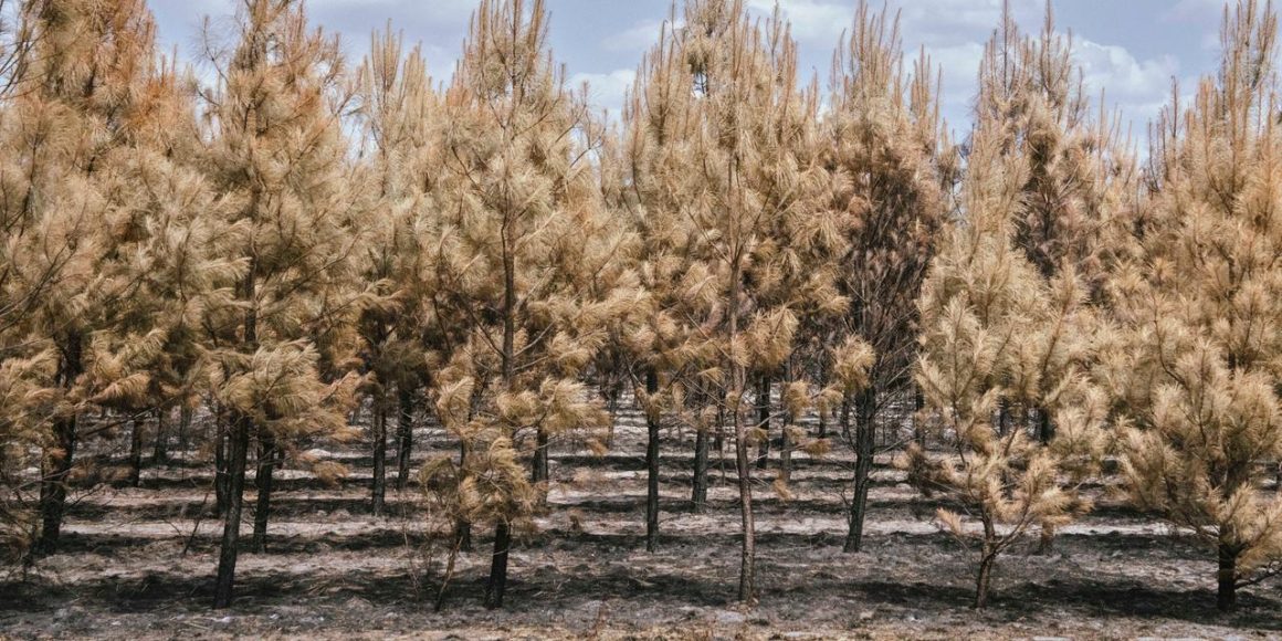 de596eb9-a48e-4a98-9372-dd70c36335a3 Conséquences d’un mégafeu en Gironde : défis et actions à venir
