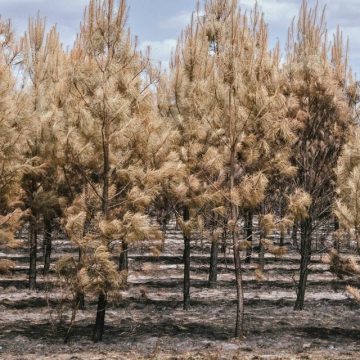 Conséquences d&rsquo;un mégafeu en Gironde : défis et actions à venir