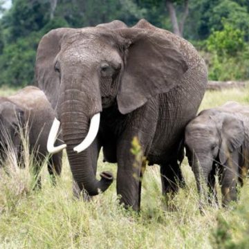 e00e687f-2a8b-4edc-9997-348858ba6682 Intoxication au cyanure soupçonnée dans la mort des éléphants au Kenya