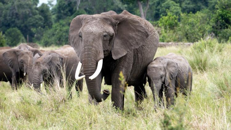 e00e687f-2a8b-4edc-9997-348858ba6682 Intoxication au cyanure soupçonnée dans la mort des éléphants au Kenya