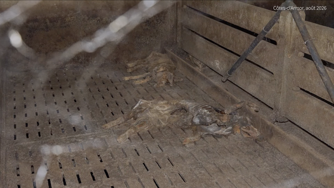 e36e0347-44c6-4abd-adf0-00b1ddce90e9 Découverte de cadavres de porcs dans un élevage lié à Eureden