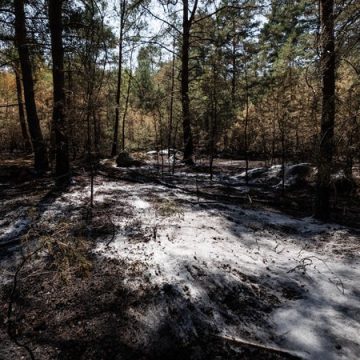 ef283c2a-3825-4028-a6c8-2ca61d5fc0e4 Les incendies de la forêt de Fontainebleau déclarés éteints après des semaines de surveillance