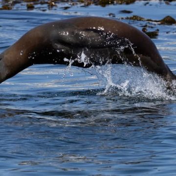 efe8461e-5c14-4a0c-9237-0937c2c9f992 Un habitant de San Diego plaide coupable d’avoir agressé un lion de mer