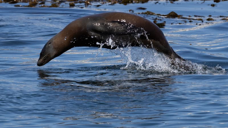 efe8461e-5c14-4a0c-9237-0937c2c9f992 Un habitant de San Diego plaide coupable d’avoir agressé un lion de mer