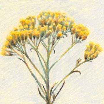 Un parfum d&rsquo;été: l&rsquo;immortelle au cœur de la parfumerie