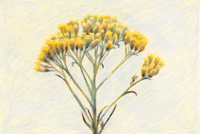 fb4d8d35-8c85-4a1d-b83d-0fdaffe3973e Un parfum d’été: l’immortelle au cœur de la parfumerie