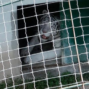 La découverte d&rsquo;animaux menacés lors d&rsquo;une opération contre le trafic de carburant au Mexique