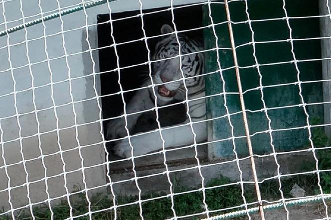 fcec796f-a4fa-4c40-ae80-b03d61fcf609 La découverte d’animaux menacés lors d’une opération contre le trafic de carburant au Mexique
