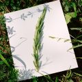 Le romarin : un atout pour vos bouquets