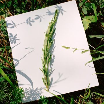 03b6a55e-b830-4044-b1c7-06cec1344f4c Le romarin : un atout pour vos bouquets