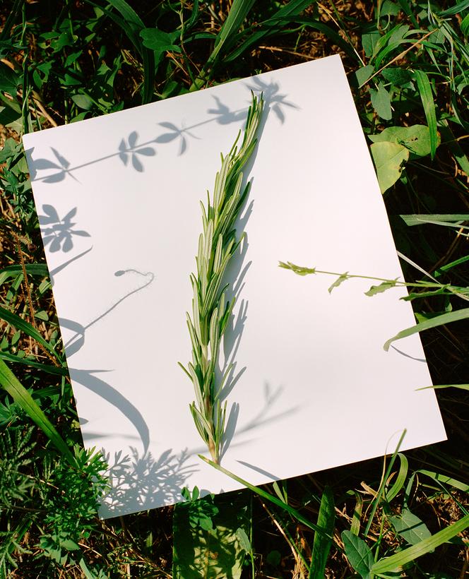 03b6a55e-b830-4044-b1c7-06cec1344f4c Le romarin : un atout pour vos bouquets