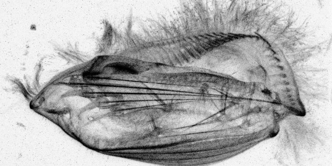 06c55d3a-84aa-4eca-8c14-bafdae529bb4 La Cognition des Eucaryotes Unicellulaires : Un Voyage dans le Monde Microscopique