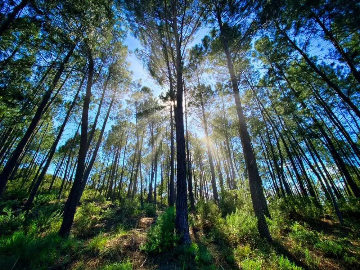 09de9183-7402-4b21-94f3-da053ec8b853 Les Bandes Originales qui Subliment la Forêt au Cinéma