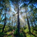 Les Bandes Originales qui Subliment la Forêt au Cinéma
