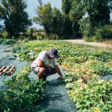 0b2f16ea-2160-4d43-a5ba-1e60a65153f9 Impact des fortes chaleurs sur l’économie française
