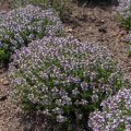 Les bienfaits des plantes aromatiques de plein soleil