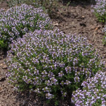 Thymus vulgaris or common thyme flowering plants Les bienfaits des plantes aromatiques de plein soleil