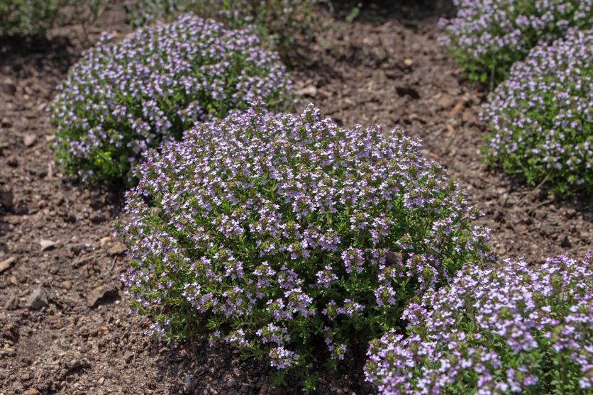 Thymus vulgaris or common thyme flowering plants Les bienfaits des plantes aromatiques de plein soleil