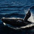 Comportement de soins post mortem chez les mammifères marins