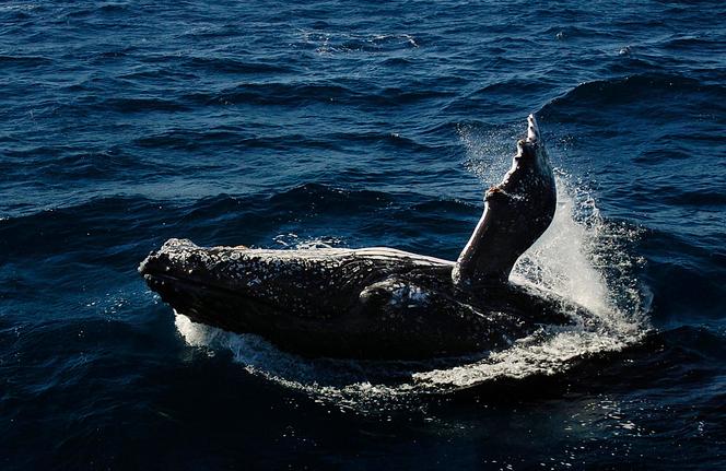 168ea375-51cd-4827-861d-f0e0c29763d4 Comportement de soins post mortem chez les mammifères marins