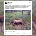 Luc Besson dénonce une nouvelle fois la chasse sur sa propriété