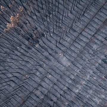 FRANCE-AERIAL-BURNT-PINES-FOREST-TREES-CULTURE-FIRE-NOUVELLE-AQUITAINE Le futur de la forêt des Landes de Gascogne après les incendies
