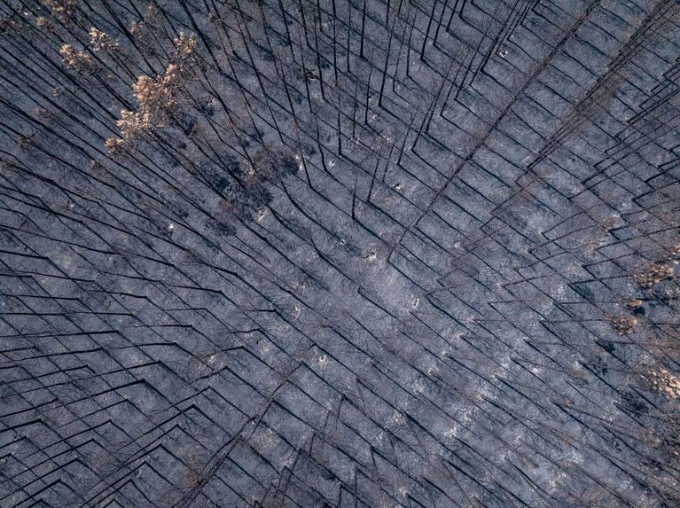 FRANCE-AERIAL-BURNT-PINES-FOREST-TREES-CULTURE-FIRE-NOUVELLE-AQUITAINE Le futur de la forêt des Landes de Gascogne après les incendies