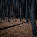 Le mégafeu de Saumos éteint après deux mois de lutte en Gironde