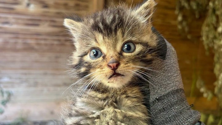 2414f41e-9698-469c-90c6-a2a26d596169 Un chaton devenu héro : sauvetage dans les Pyrénées-Atlantiques