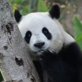 Les pandas géants, symboles du soft power chinois, arrivent aux États-Unis