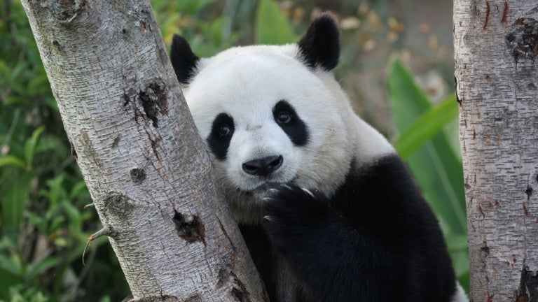 2d653b83-860f-49e9-b80f-2a2cf47549e0 Les pandas géants, symboles du soft power chinois, arrivent aux États-Unis