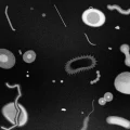 Trois récits horrifiques explorant le thème du parasite