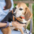 Réhabilitation des Animaux de Laboratoire : Un Souffle de Vie Après la Recherche